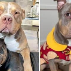 Loyal Bulldog Odin Gave His Life Protecting His Best Friend