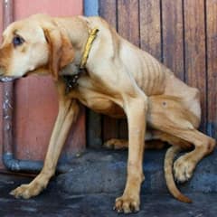 Dog Who Lived On A Chain Learns What Love Feels Like
