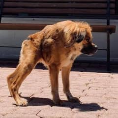 A Tiny Short Spine Puppy Facing Rejection Until Love Slowly Found Its Way