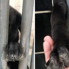 Lonely Shelter Pup Who Reached Her Paw Through the Bars and Found a Forever Love