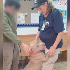 The Dog Who Waited For A Family That Never Returned