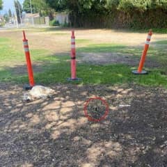 Rescuers Rush To Save Old Dog Left Helpless Beside A Cone