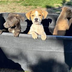 Seven Lost Puppies Rescued After Being Left Alone In The Wilderness