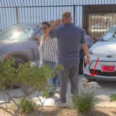 Heartbroken Pup Searches Car Lot For Anyone Who Will Love Him