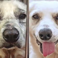 A Brave Dog Escapes Three Cruel Kill Attempts by Her Owners and Begins a New Life