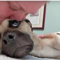Starving Dog Angel Finds Hope In The Arms Of Rescuers