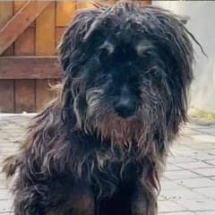 Senior Dog Lost For 13 Years Finally Finds A Safe Home Again