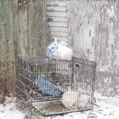 Tiny Freezing Pup Left In A Crate Learns What A Real Home Feels Like