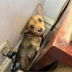 Tiny Pup Left Behind In Empty House Finds Love With Foster Family