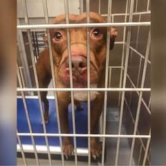 Lonely Dog Waited For Help As His Life Slowly Slipped Away In Silence