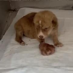 Rescuer Finds A Helpless Puppy With A Giant Paw And Changes Her Life Forever