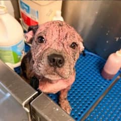 Tiny Puppy With No Fur Learns What Love Feels Like After Heartbreaking Start