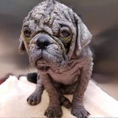 Abandoned Pug Fights to Survive and Finally Gets the Home He Deserved