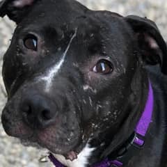 Shelter Dog With a Broken Past Finally Gets the Happy Ending She Deserved