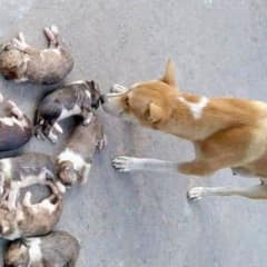 Woman Arrested in Pabna After Heartbreaking Deaths of Eight Helpless Puppies