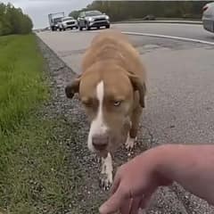 Brave Ohio Trooper Rescues Terrified Pup Standing Alone in Traffic