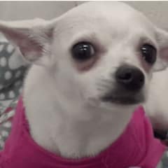 Tiny Chihuahua Cries Herself to Sleep Until One Gentle Woman Changes Everything