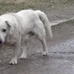 Senior Dog Found Freezing by Train Station Finally Gets the Gentle Home He Deserved