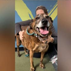 The Senior Dog Who Waited Days in Silence, Hoping His Owner Would Wake Up