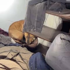 Rescuers Find Shivering Dog And Tiny Puppies Fighting To Survive Cold