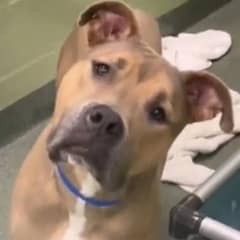 Sweet Simba Cried In His Kennel Until One Woman Changed His Whole World
