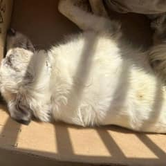 Unconscious Pup Left In A Box Learns To Trust Again In His New Forever Family