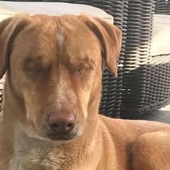 Louis Lost His Sight And His Home On The Same Day And Still Kept Hoping