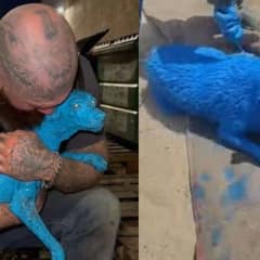 Heartbreaking Discovery Of A Dog Trapped In Hardened Paint And Fighting To Live