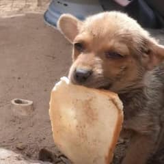 Starving Puppy Guarding a Stale Piece of Bread on a Lonely Road