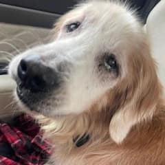 Old Dog Overlooked for Years Finally Gets the Love He Needed