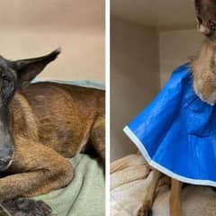 A Mail Carrier Followed Her Heart And Found Two Dogs Holding On to Hope