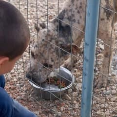 Neglected Dog Survived the Heat Thanks to a Child’s Kind Heart