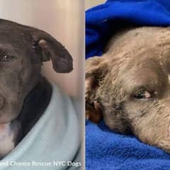 Sweet Dog Used As Bait And Abandoned Learns What Love Feels Like
