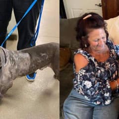 Injured Dog Clifford Wagged His Tail Through Unthinkable Pain