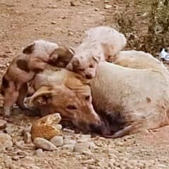 A Mother Dog Gave Everything To Protect Her Puppies