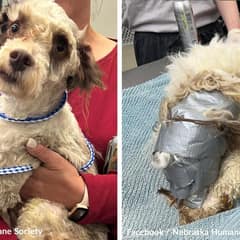 Small Dog Found Bound in Tape Inside Dumpster Sparks Outrage in Omaha