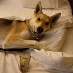 Lost German Shepherd Mix Found After 14 Months And 1600 Miles Away