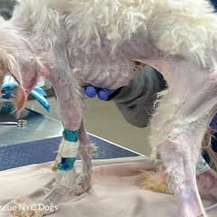 Rescuers Found Junie Just in Time as Her Life Hung by a Thread
