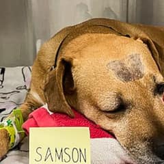 Dog Survived A Snake Bite And Illnesses That Almost Took Everything