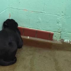 Fear Left This Dog Frozen Against The Shelter Wall For Hours