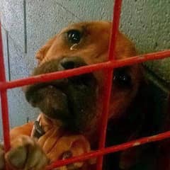 Shelter Dog Named Hope Cried All Night After Being Passed By