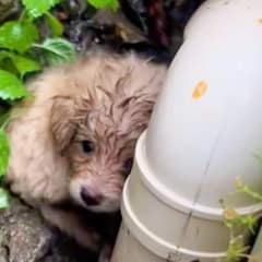 Puppy Pressed Against A Cold Pipe And Cried Until Someone Heard Him