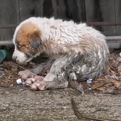 Lonely Puppy Slept On Trash Until One Photo Changed Everything