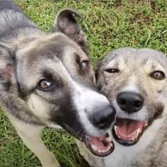 Mama Dog Survived The Hardest Goodbyes After Saving Her Puppies