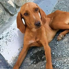 This Little Dog Waited By The Road Believing No One Would Stop For Her