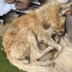 Thin Stray Dog Waited Outside A Stranger’s Home With Nothing Left
