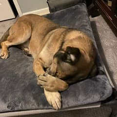 Senior Shelter Dog Orson Sleeps In A Real Bed After Years Of Waiting