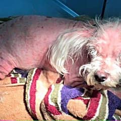 Five Year Old Dog Dobby Was So Sick He Barely Looked Alive