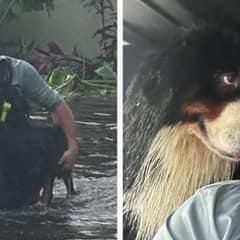 Terrified Dog Finds Hope During Deadly Flood As He Locks Eyes With Rescuer