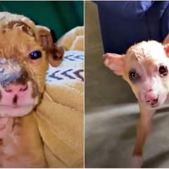 Burned Puppy Pongo Clung To Life After Fire Took Everything